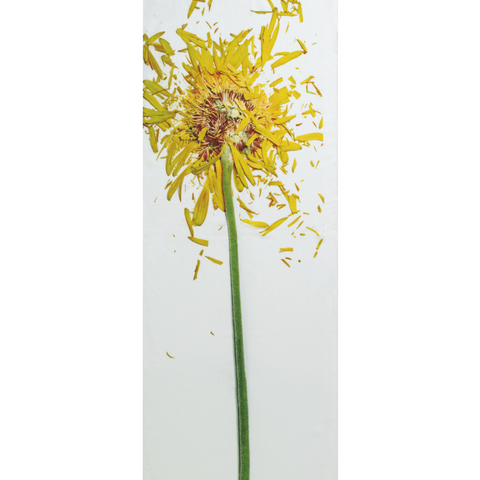 Scarf Cashmere Silk Scattered Calendula Print